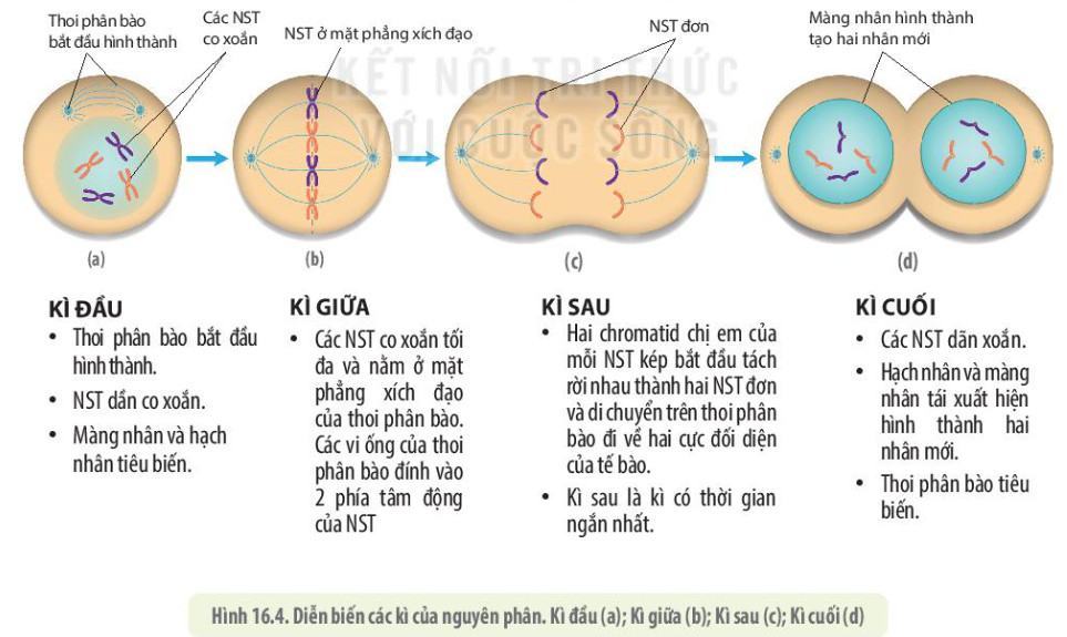 Trình bày diễn biến các kì của nguyên phân