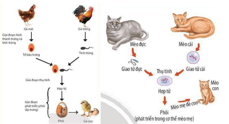 Vẽ sơ đồ quá trình sinh sản hữu tính thể hiện được 4 giai đoạn ở một loài động vật mà em biết