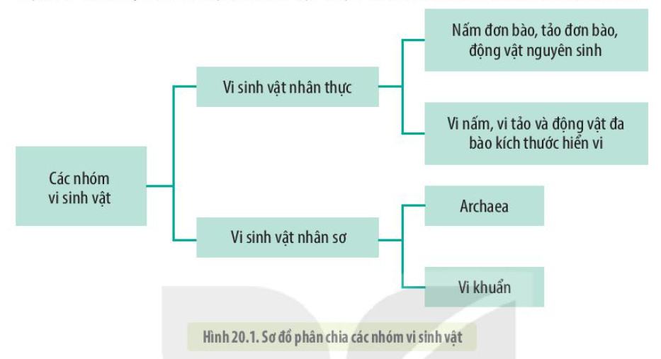 Vi sinh vật là gì? Kể tên các nhóm vi sinh vật