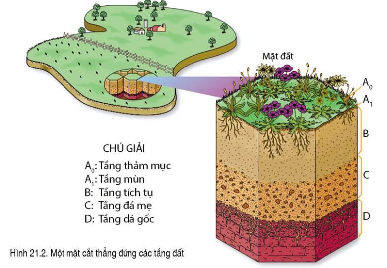 Địa lí 6 Cánh Diều Bài 21: Lớp đất trên Trái Đất