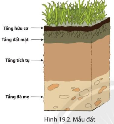 Địa lí 6 Chân trời sáng tạo Bài 19: Lớp đất và các nhân tố hình thành đất. Một số nhóm đất điển hình