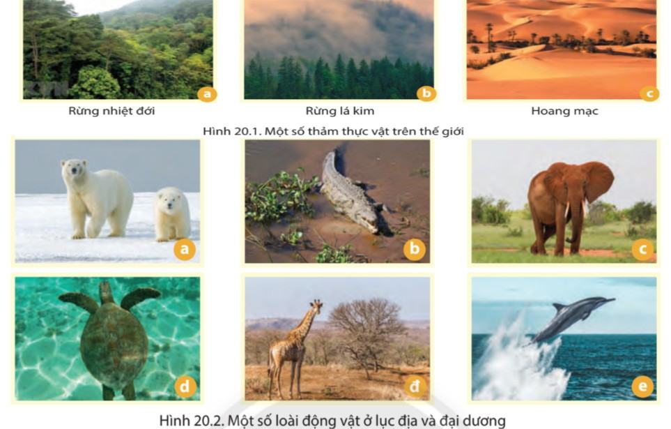 Địa lí 6 Chân trời sáng tạo Bài 20: Sinh vật và sự phân bố các đới thiên nhiên. Rừng nhiệt đới