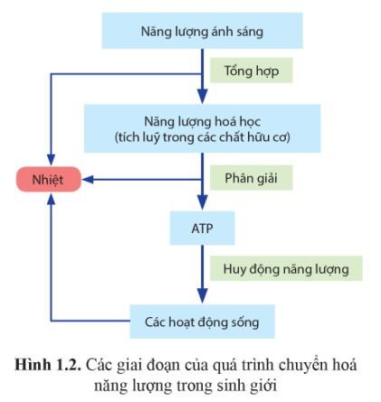 Sinh 11 Cánh diều Bài 1: Khái quát về trao đổi chất và chuyển hóa năng lượng