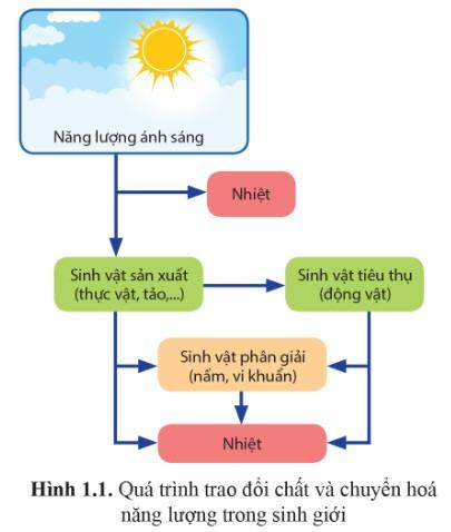 Sinh 11 Cánh diều Bài 1: Khái quát về trao đổi chất và chuyển hóa năng lượng