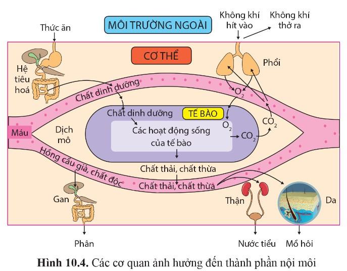 Sinh 11 Cánh diều Bài 10: Bài tiết và cân bằng nội môi