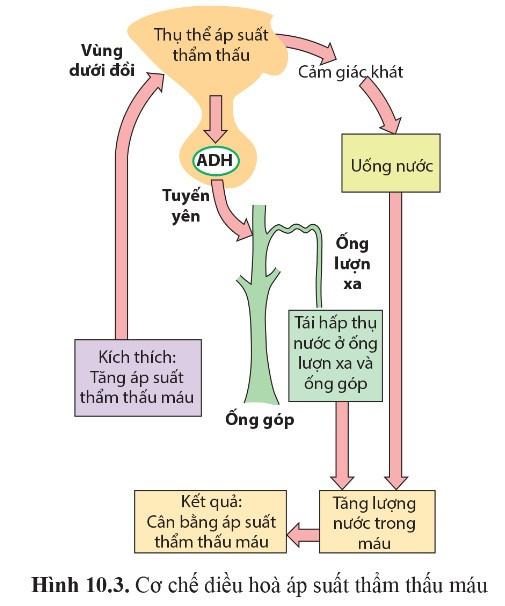 Sinh 11 Cánh diều Bài 10: Bài tiết và cân bằng nội môi