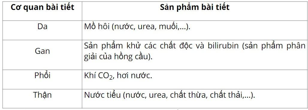 Sinh 11 Cánh diều Bài 10: Bài tiết và cân bằng nội môi