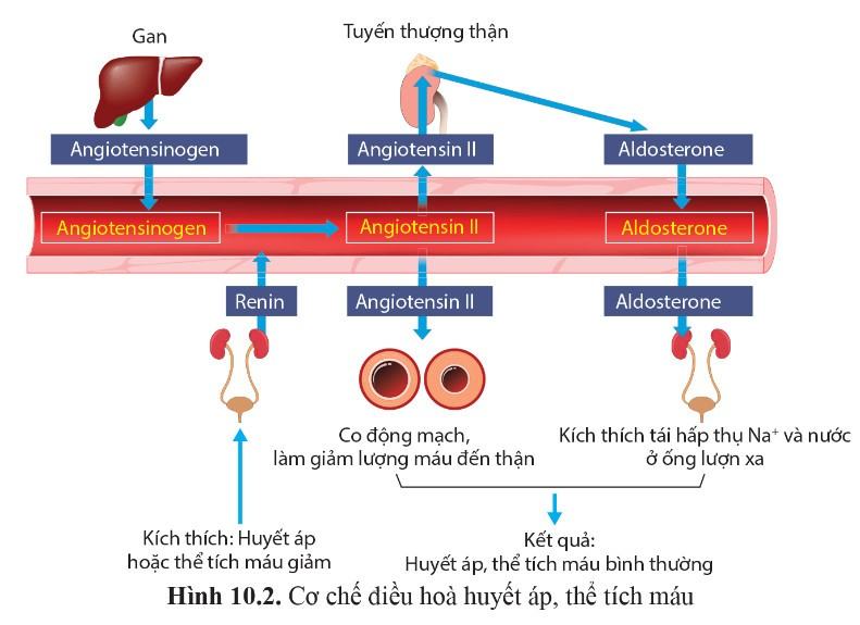 Sinh 11 Cánh diều Bài 10: Bài tiết và cân bằng nội môi
