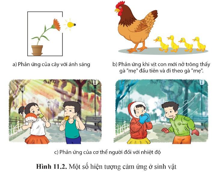Sinh 11 Cánh diều Bài 11: Khái quát về cảm ứng ở sinh vật