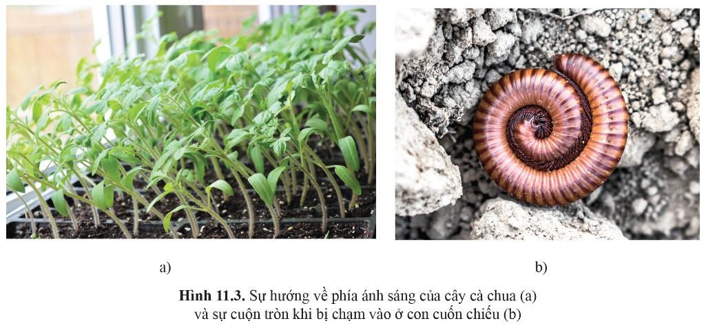 Sinh 11 Cánh diều Bài 11: Khái quát về cảm ứng ở sinh vật