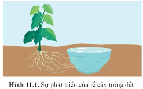 Sinh 11 Cánh diều Bài 11: Khái quát về cảm ứng ở sinh vật