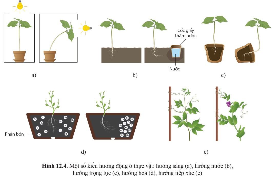 Sinh 11 Cánh diều Bài 12: Cảm ứng ở thực vật