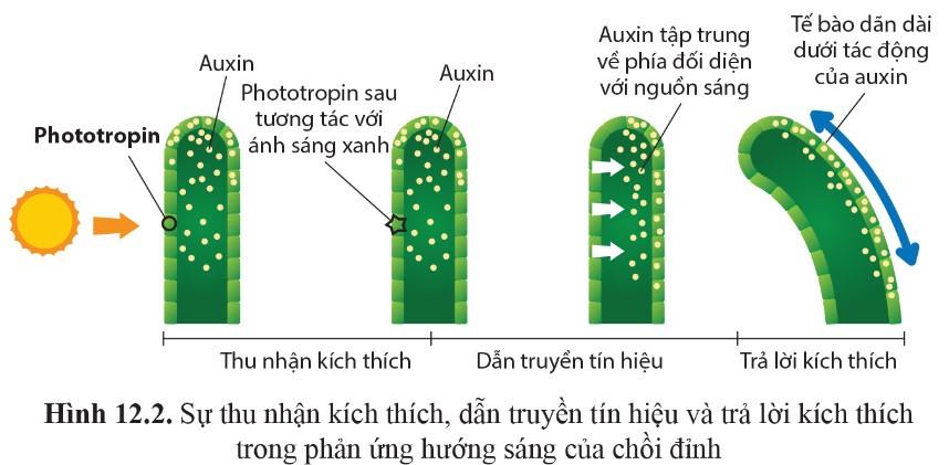 Sinh 11 Cánh diều Bài 12: Cảm ứng ở thực vật