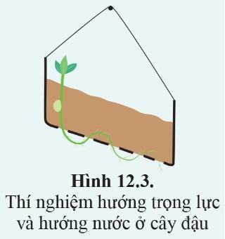Sinh 11 Cánh diều Bài 12: Cảm ứng ở thực vật