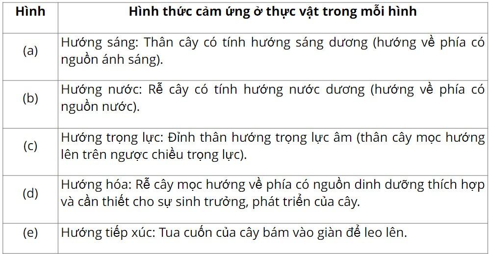 Sinh 11 Cánh diều Bài 12: Cảm ứng ở thực vật