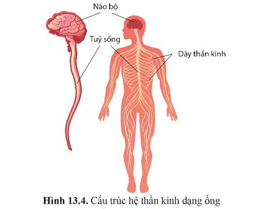 Sinh 11 Cánh diều Bài 13: Cảm ứng ở động vật