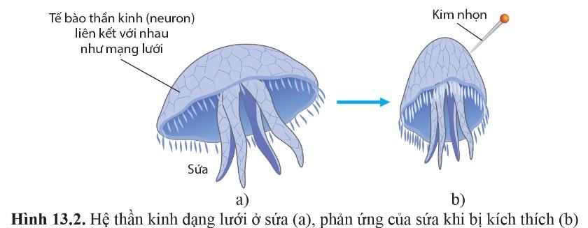 Sinh 11 Cánh diều Bài 13: Cảm ứng ở động vật
