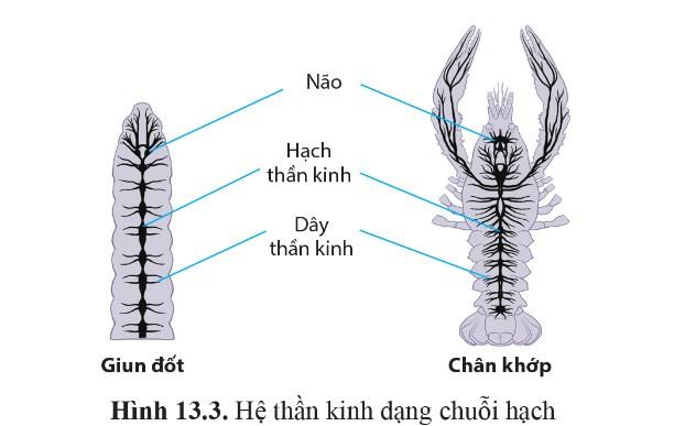 Sinh 11 Cánh diều Bài 13: Cảm ứng ở động vật