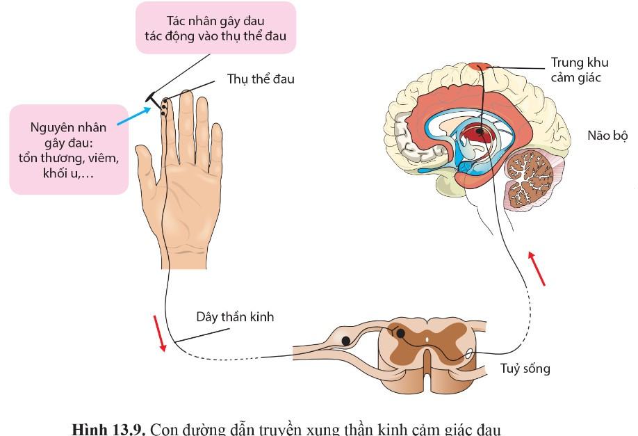 Sinh 11 Cánh diều Bài 13: Cảm ứng ở động vật