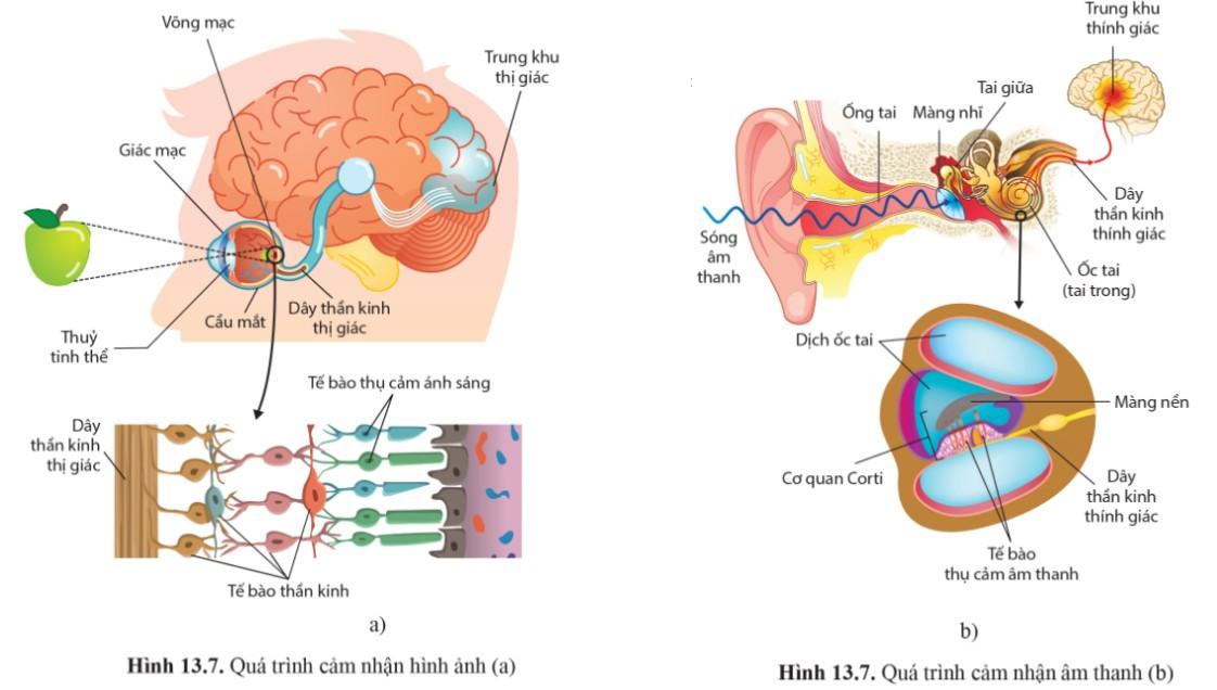 Sinh 11 Cánh diều Bài 13: Cảm ứng ở động vật