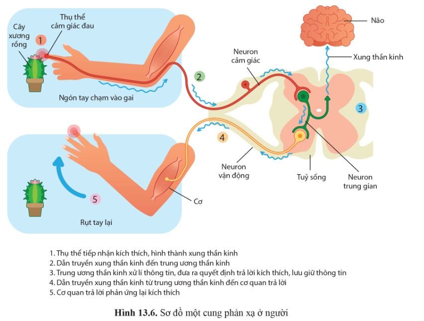 Sinh 11 Cánh diều Bài 13: Cảm ứng ở động vật