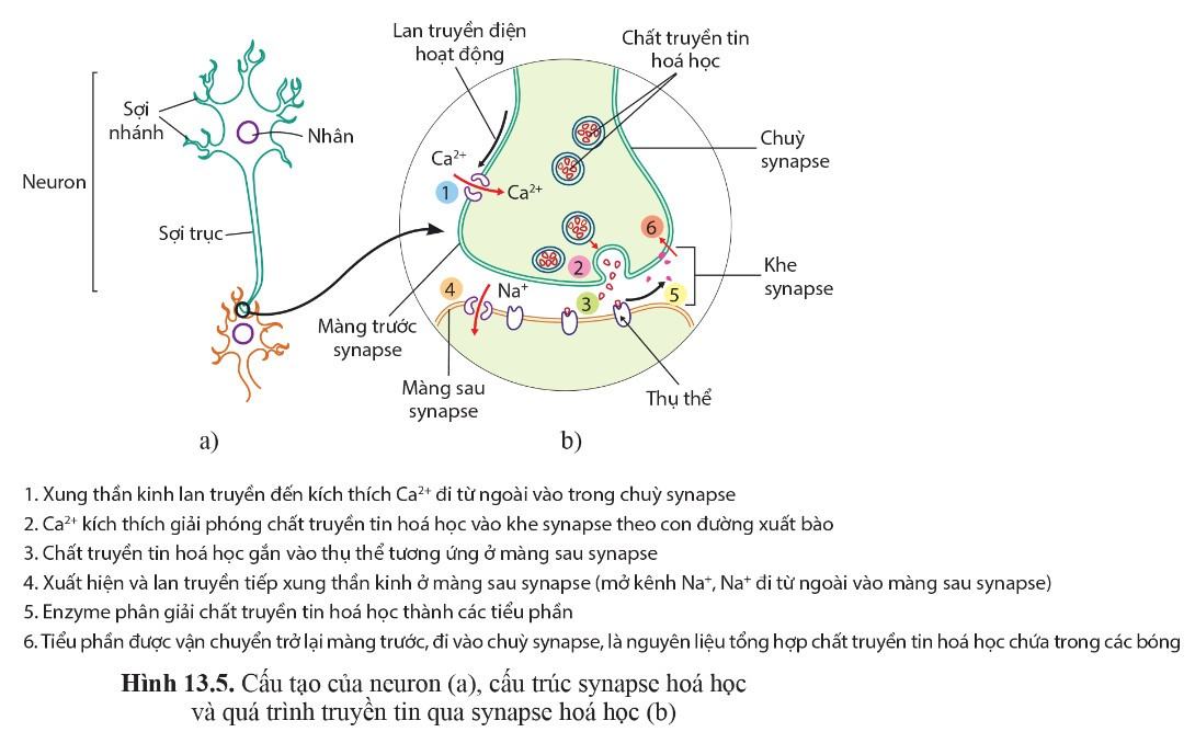 Sinh 11 Cánh diều Bài 13: Cảm ứng ở động vật