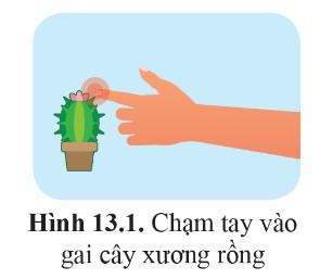 Sinh 11 Cánh diều Bài 13: Cảm ứng ở động vật