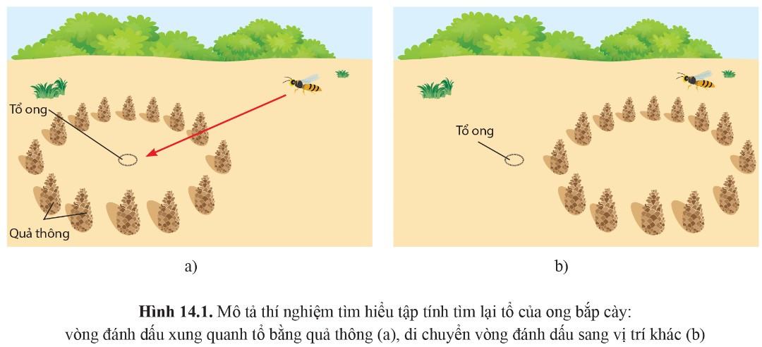 Sinh 11 Cánh diều Bài 14: Tập tính ở động vật