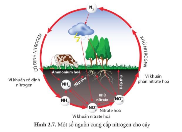 Sinh 11 Cánh diều Bài 2: Trao đổi nước và khoáng ở thực vật