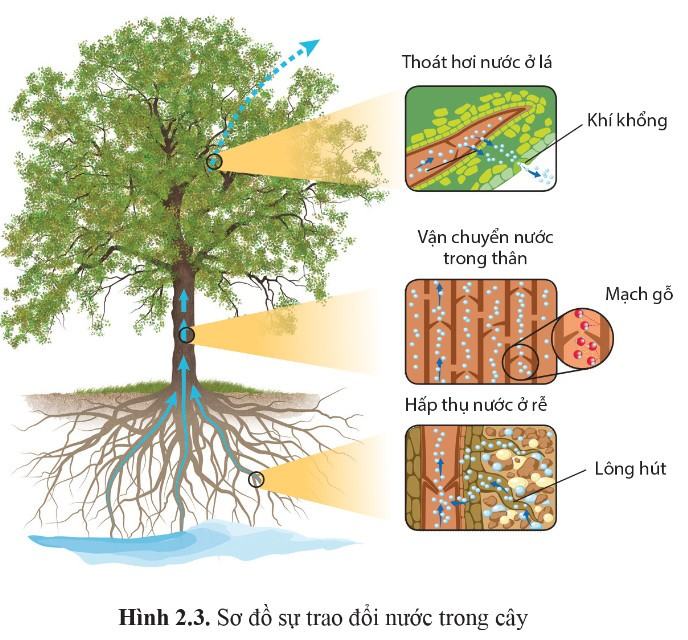Sinh 11 Cánh diều Bài 2: Trao đổi nước và khoáng ở thực vật