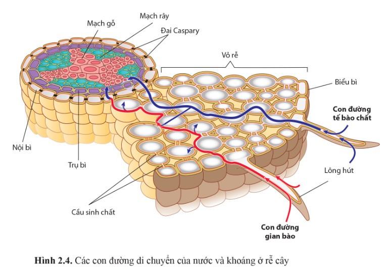 Sinh 11 Cánh diều Bài 2: Trao đổi nước và khoáng ở thực vật