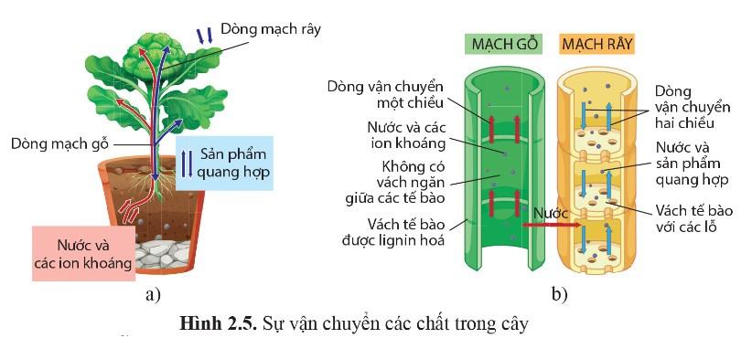 Sinh 11 Cánh diều Bài 2: Trao đổi nước và khoáng ở thực vật