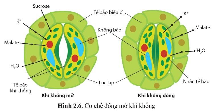 Sinh 11 Cánh diều Bài 2: Trao đổi nước và khoáng ở thực vật