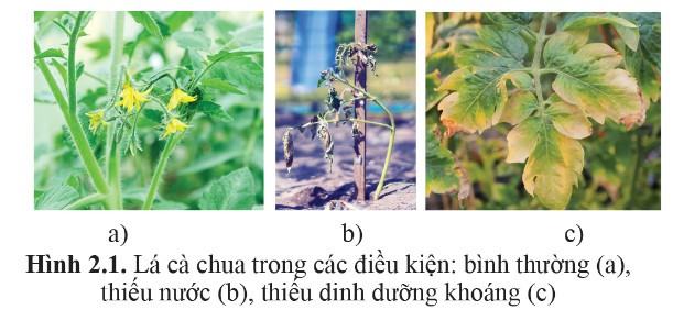 Sinh 11 Cánh diều Bài 2: Trao đổi nước và khoáng ở thực vật
