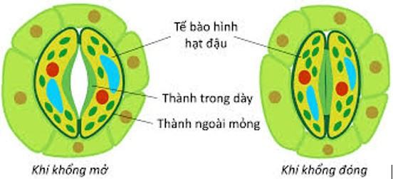 Sinh 11 Cánh diều Bài 3: Nhân tố ảnh hưởng đến trao đổi nước và khoáng ở thực vật