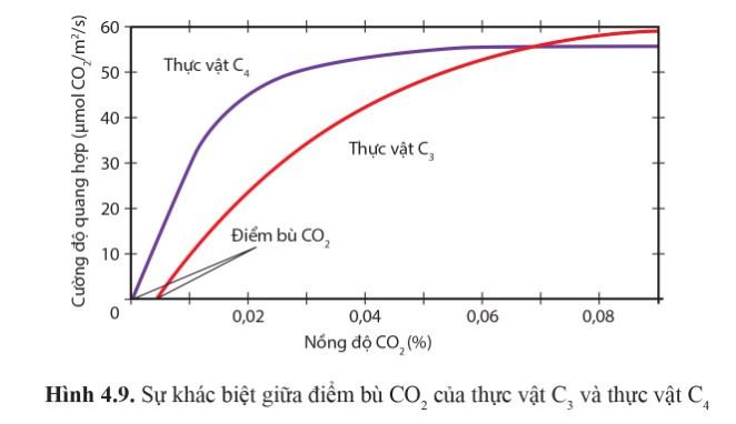 Sinh 11 Cánh diều Bài 4: Quang hợp ở thực vật