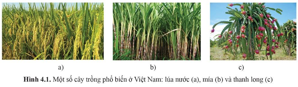 Sinh 11 Cánh diều Bài 4: Quang hợp ở thực vật