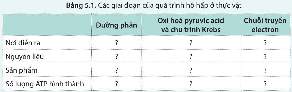 Sinh 11 Cánh diều Bài 5: Hô hấp ở thực vật