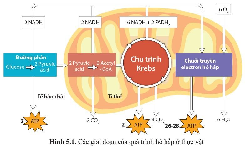 Sinh 11 Cánh diều Bài 5: Hô hấp ở thực vật