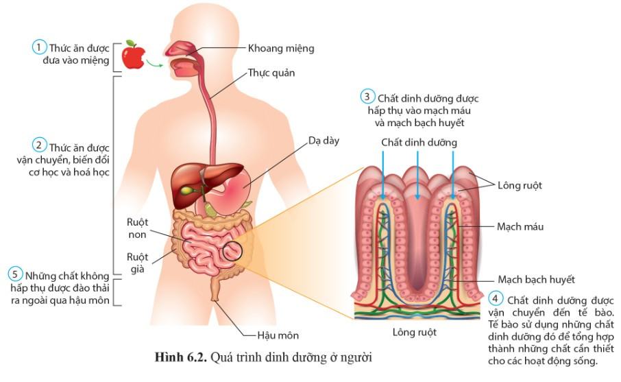 Sinh 11 Cánh diều Bài 6: Dinh dưỡng và tiêu hóa ở động vật