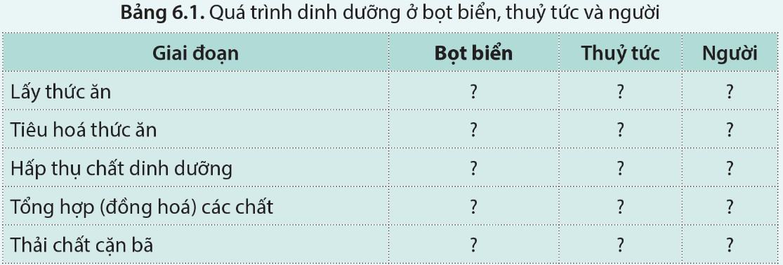 Sinh 11 Cánh diều Bài 6: Dinh dưỡng và tiêu hóa ở động vật