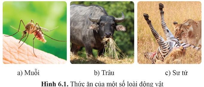 Sinh 11 Cánh diều Bài 6: Dinh dưỡng và tiêu hóa ở động vật