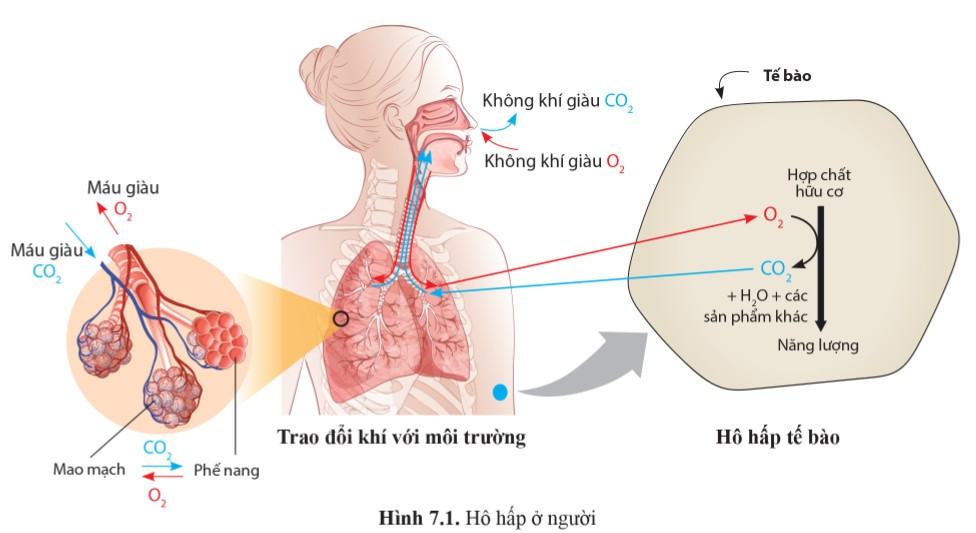 Sinh 11 Cánh diều Bài 7: Hô hấp ở động vật