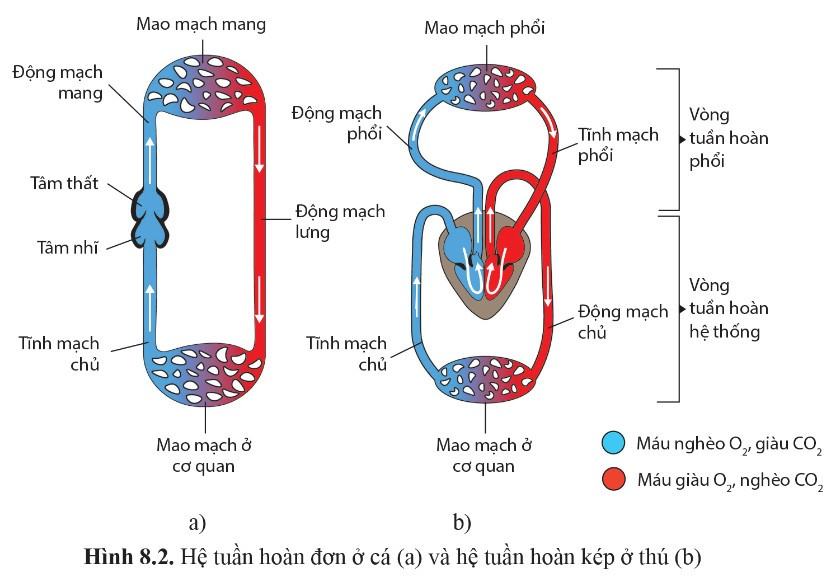 Sinh 11 Cánh diều Bài 8: Hệ tuần hoàn ở động vật