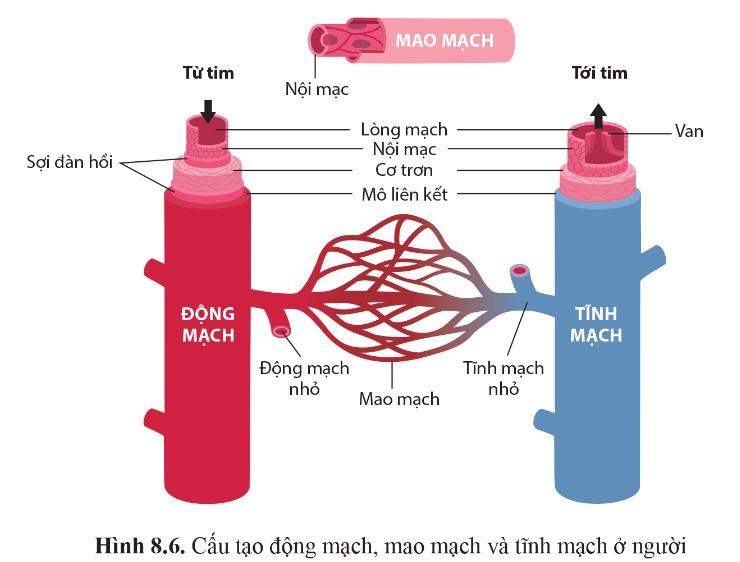 Sinh 11 Cánh diều Bài 8: Hệ tuần hoàn ở động vật