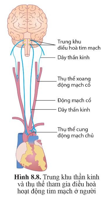 Sinh 11 Cánh diều Bài 8: Hệ tuần hoàn ở động vật