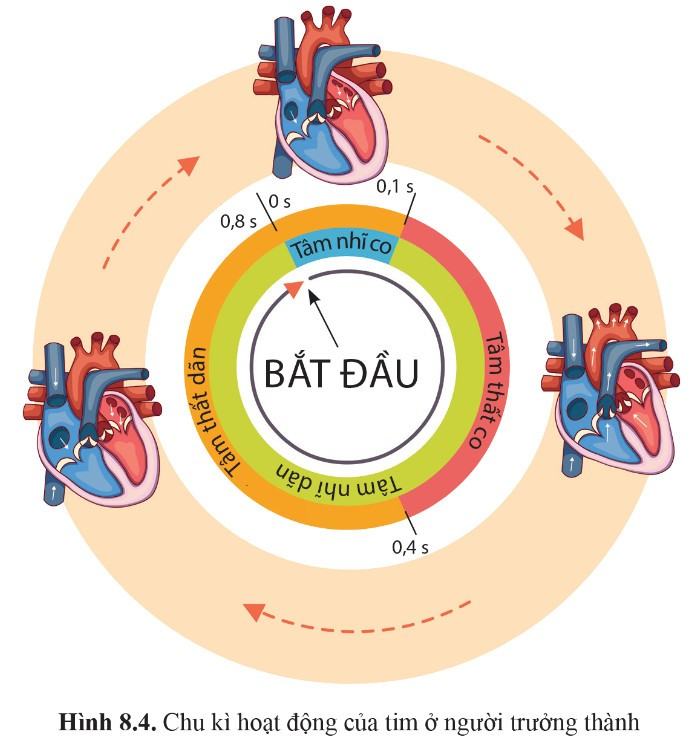 Sinh 11 Cánh diều Bài 8: Hệ tuần hoàn ở động vật