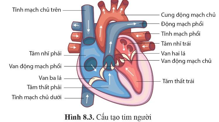 Sinh 11 Cánh diều Bài 8: Hệ tuần hoàn ở động vật