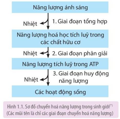 Sinh 11 Kết nối tri thức Bài 1: Khái quát về trao đổi chất và chuyển hóa năng lượng