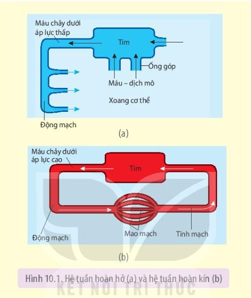 Sinh 11 Kết nối tri thức Bài 10: Tuần hoàn ở động vật